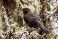 Great Thrush Turdus fuscater ockendeni 