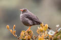 Great Thrush Turdus fuscater gigantodes 