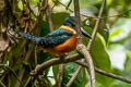 Green-and-rufous Kingfisher Chloroceryle inda inda