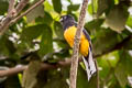 Green-backed Trogon Trogon viridis