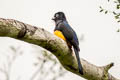 Green-backed Trogon Trogon viridis