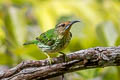 Green Honeycreeper Chlorophanes spiza caerulescens