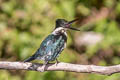 Green Kingfisher Chloroceryle americana americana