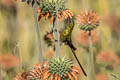 Green-tailed Trainbearer Lesbia nuna nuna