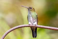 Greenish Puffleg Haplophaedia aureliae cutucuensis 