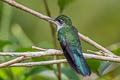 Grey-breasted Sabrewing Crypturellus cinereus aequatorialis