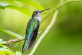 Grey-breasted Sabrewing Crypturellus cinereus aequatorialis