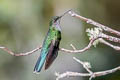 Grey-breasted Sabrewing Crypturellus cinereus aequatorialis