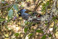 Grey-breasted Mountain Toucan Andigena hypoglauca lateralis