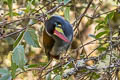 Grey-breasted Mountain Toucan Andigena hypoglauca lateralis