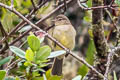 Highland Elaenia Elaenia obscura