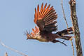 Hoatzin Opisthocomus hoazin