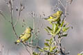 Hooded Siskin Spinus magellanicus peruanus