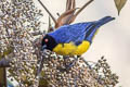 Hooded Mountain Tanager Buthraupis montana saturata