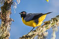 Hooded Mountain Tanager Buthraupis montana saturata