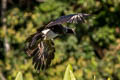 Horned Screamer Anhima cornuta