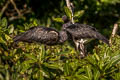 Horned Screamer Anhima cornuta