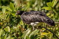 Horned Screamer Anhima cornuta