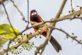 Huallaga Tanager Ramphocelus melanogaster melanogaster (Black-bellied Tanager)