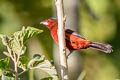 Huallaga Tanager Ramphocelus melanogaster melanogaster (Black-bellied Tanager)