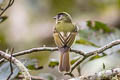 Inca Flycatcher Leptopogon taczanowskii