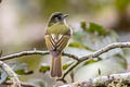 Inca Flycatcher Leptopogon taczanowskii