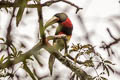 Ivory-billed Aracari Pteroglossus azara flavirostris