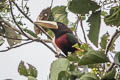 Ivory-billed Aracari Pteroglossus azara flavirostris