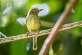 Johannes's Tody-Tyrant Hemitriccus iohannis