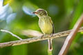 Johannes's Tody-Tyrant Hemitriccus iohannis