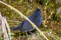 Junin Tapaculo Scytalopus gettyae