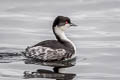 Junin Grebe Podiceps taczanowskii (Puna Grebe)