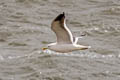 Kelp Gull Larus dominicanus dominicanus