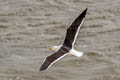 Kelp Gull Larus dominicanus dominicanus