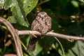 Ladder-tailed Nightjar Hydropsalis climacocerca climacocerca