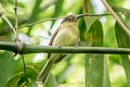 Large-headed Flatbill Ramphotrigon megacephalum bolivianum (Bamboo Flatbill)