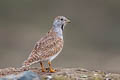 Least Seedsnipe Thinocorus rumicivorus cuneicauda