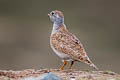 Least Seedsnipe Thinocorus rumicivorus cuneicauda