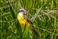 Lesser Kiskadee Philohydor lictor lictor