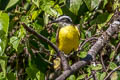 Lesser Kiskadee Philohydor lictor lictor