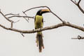 Lettered Aracari Pteroglossus inscriptus humboldti 