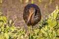 Limpkin Aramus guarauna guarauna