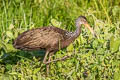 Limpkin Aramus guarauna guarauna