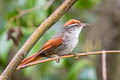 Line-cheeked Spinetail Cranioleuca antisiensis capitalis 