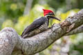 Lineated Woodpecker Dryocopus lineatus lineatus