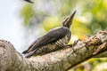 Lineated Woodpecker Dryocopus lineatus lineatus