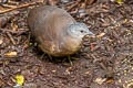 Little Tinamou Crypturellus soui inconspicuus 