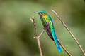 Long-tailed Sylph Aglaiocercus kingii smaragdinus 