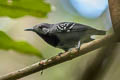 Long-winged Antwren Myrmotherula longipennis garbei 