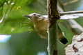 Long-winged Antwren Myrmotherula longipennis garbei 